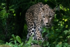 persischer Leopard